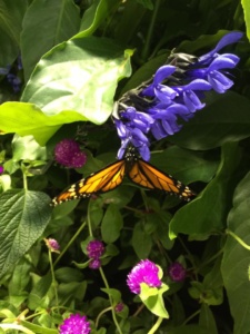 Butterflies at the Smithsonian